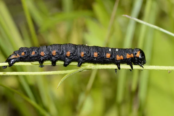 Oruga Negra Hierba —  Fotos de Stock