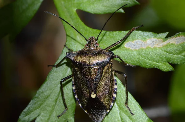 Bug Floresta Verde Folha — Fotografia de Stock