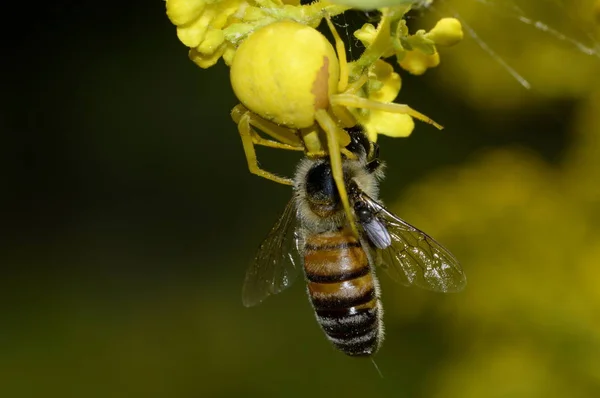 Gelbe Spinne Fängt Eine Biene — Stockfoto