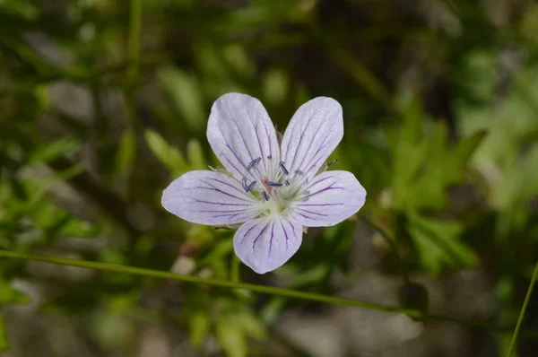 Skog Blomma Äng Närbild — Stockfoto