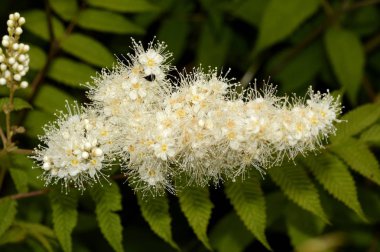 yapışkan yapraklı labaznik ormanda çiçek açmış.