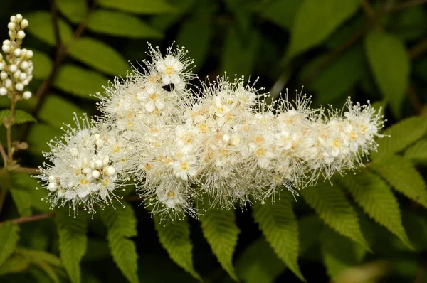 yapışkan yapraklı labaznik ormanda çiçek açmış.