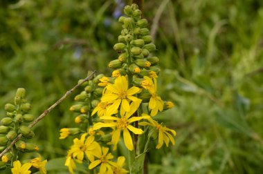 Fisher'ın buzulnik ormanda çiçek açmış.