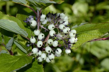 kar çilek beyaz veya gür