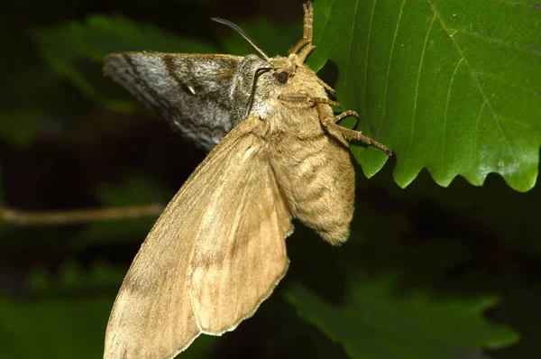 Wielka Noc Motyl Arkuszu — Zdjęcie stockowe