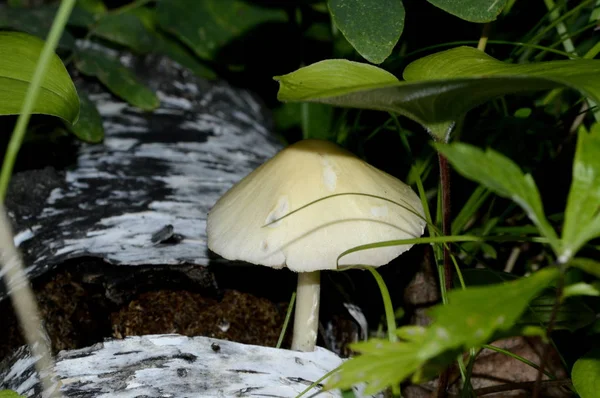 Jovem Sapo Pálido Floresta — Fotografia de Stock