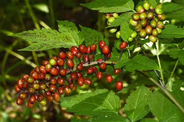 bunch of red berries