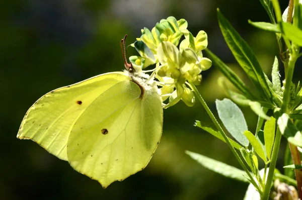 Gonepteryx Motyl Kwiat Zdjęcie Stockowe