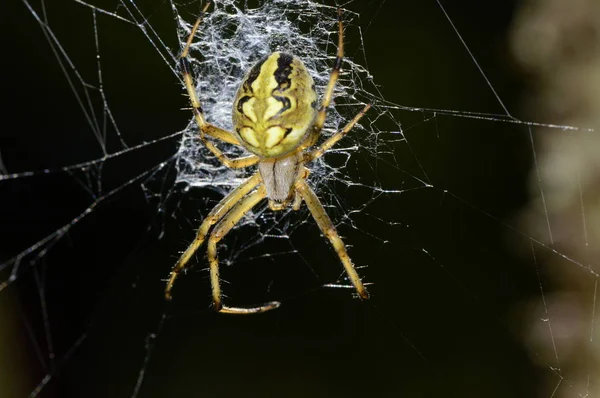 Павутина Павук Чекає Здобич — стокове фото