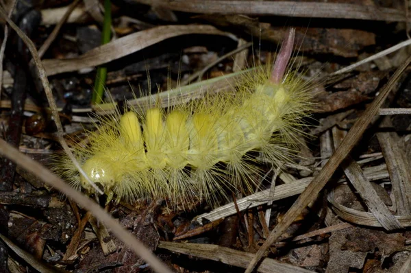 Caterpillar Sertolovo Aarde Close — Stockfoto