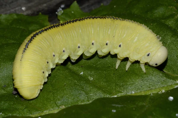 Large Yellow Caterpillar Leaf — Stock Photo, Image