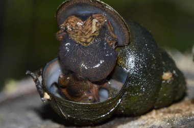 bir büyük gölet salyangoz lavaboya açtı