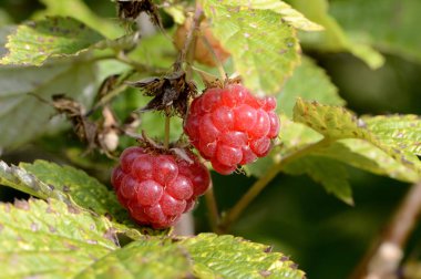 Kırmızı ahududu meyveleri dal