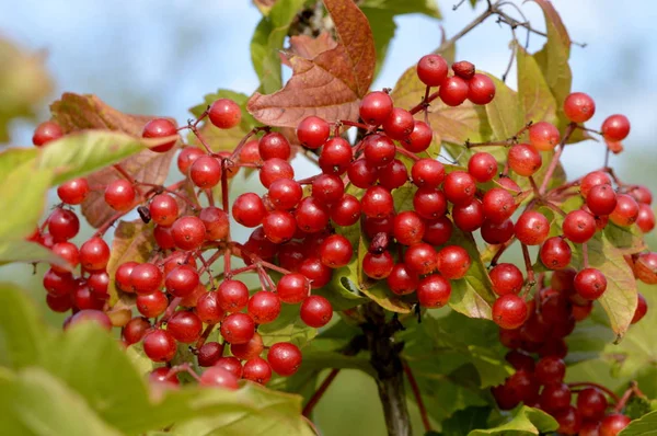 red ripe bunch of berries viburnum closeup