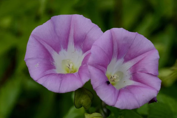 Gemensamma Loach Blommor Växter — Stockfoto