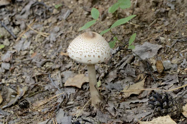 Cogumelo Branco Toadstool Cresceu Floresta Tropical — Fotografia de Stock