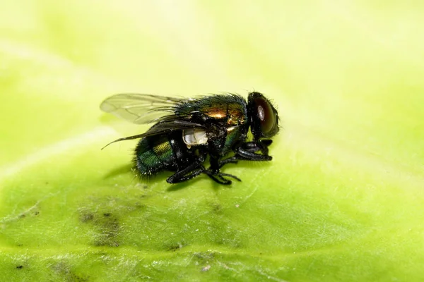 Grüne Fliege Auf Dem Blatt Seitenansicht — Stockfoto