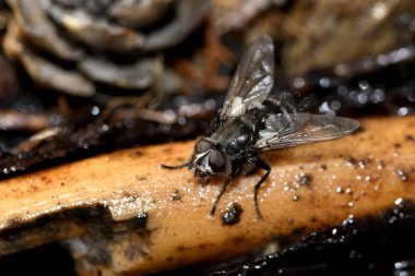 gri sinek suyu içiyor