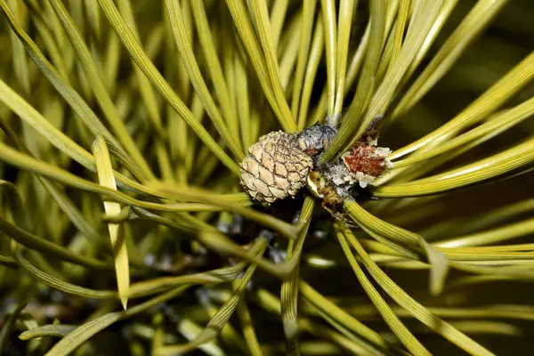 Young Little Pine Cone Branch — 스톡 사진