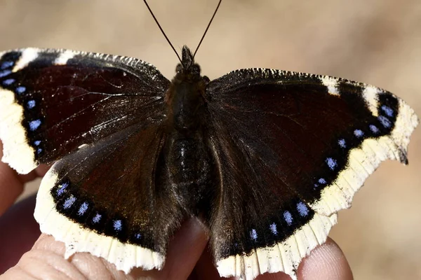 Μια Πεταλούδα Μανδύα Που Κάθεται Στο Χέρι — Φωτογραφία Αρχείου