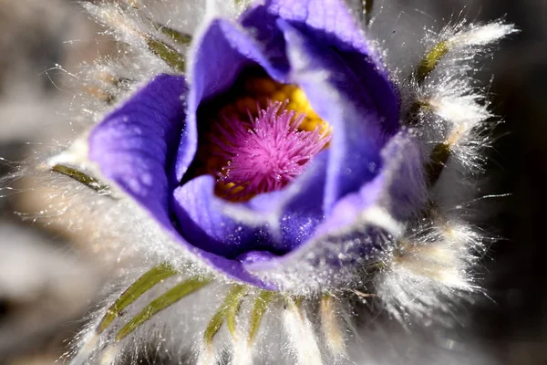 Halvöppen Blomma Knopp Sömn Gräs Närbild — Stockfoto