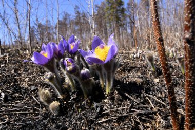 çiçekler haç bir orman arka plan üzerinde bir grup açtı
