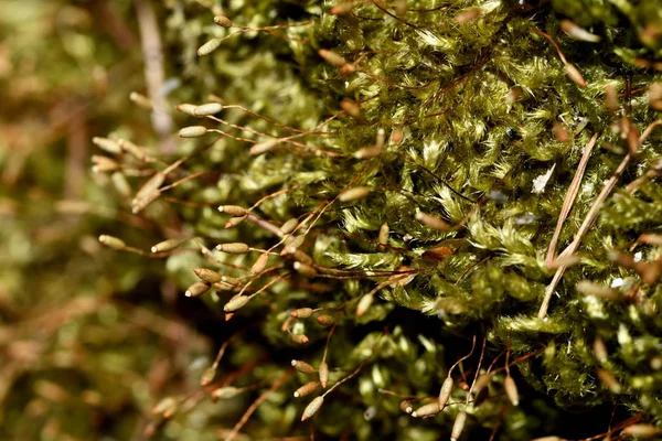 Nya Moss Skjuter Närbild — Stockfoto