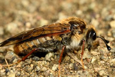 kum yan görünümünde scolia shaggy