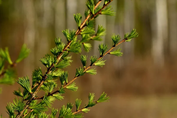 Young Needles Larch Branch — 스톡 사진