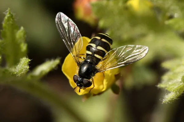 Fliegenmurmeln Auf Der Blume — Stockfoto