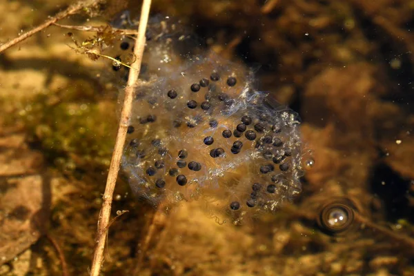 frog spawn in the water