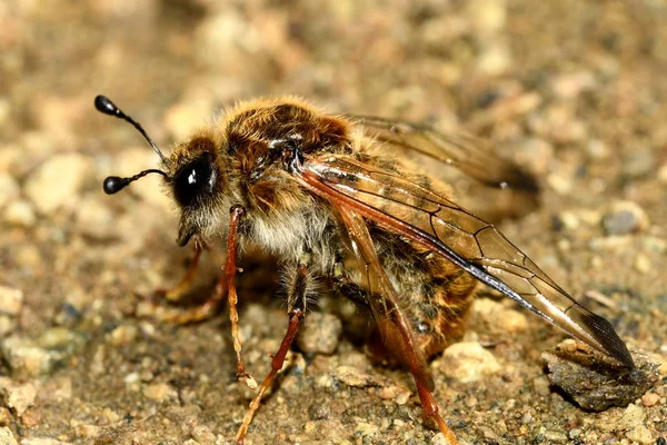 Skolia Struppig Auf Dem Sand Nahaufnahme — Stockfoto