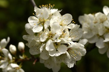 Çiçek açması Erik dalı