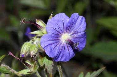 tomurcuklarla mavi alan çiçek