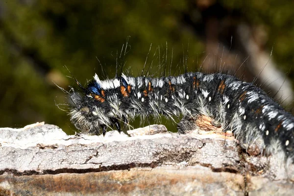 Zwart Wit Shaggy Caterpillar — Stockfoto