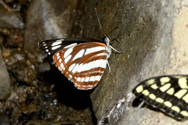 Zebra Borboleta Coleta Umidade Pedra — Fotografia de Stock