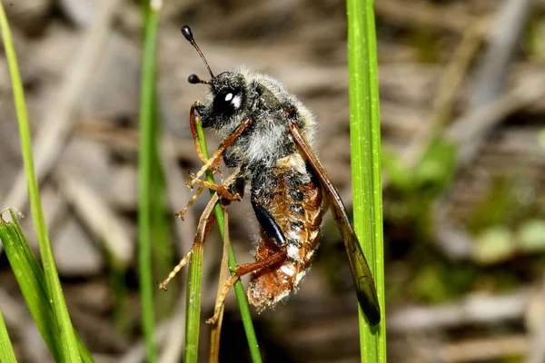 Scolia Desgrenhado Uma Lâmina Grama — Fotografia de Stock