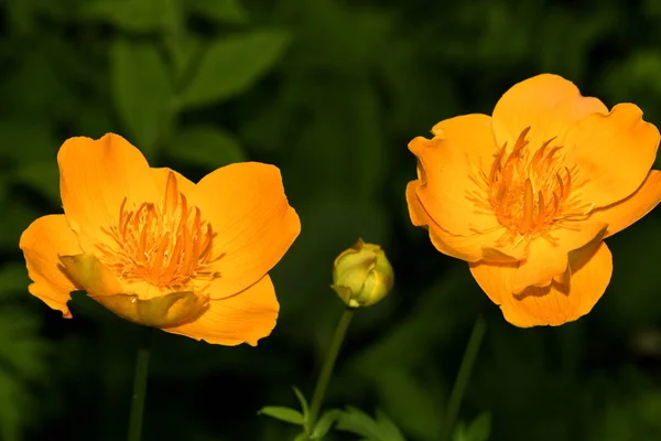 Fiori Costumi Bagno Asiatico Con Gemma — Foto Stock