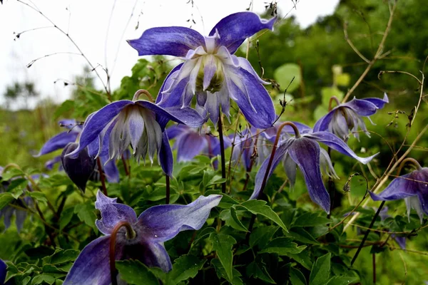 Blommor Upptagningsområde Det Vanliga Ängen — Stockfoto