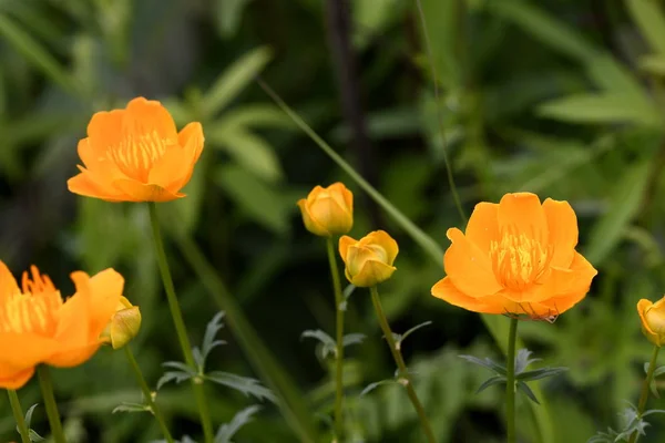 Group Colors Asian Globeflower Meadow — Stock Photo, Image