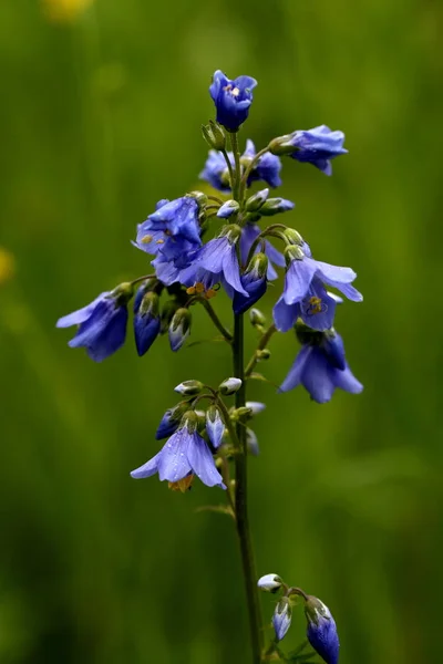 Veronica Oakwood Blommade Skogen — Stockfoto