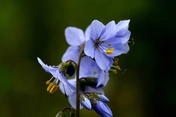 Bunga Dari Veronica Officinalis Close — Stok Foto