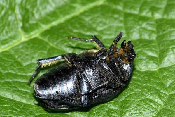 Arkasında Böcek Bronz Yeşil — Stok fotoğraf