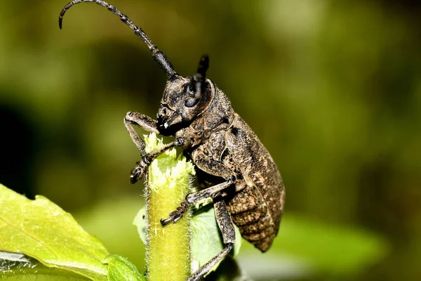 棒の上のプリコーンカブトムシの包丁 — ストック写真