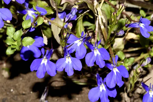 Bunga Dari Lobelia Erinus Biru — Stok Foto