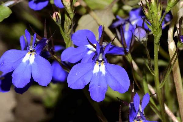 Blommorna Lobelia Erinus Blå Närbild — Stockfoto