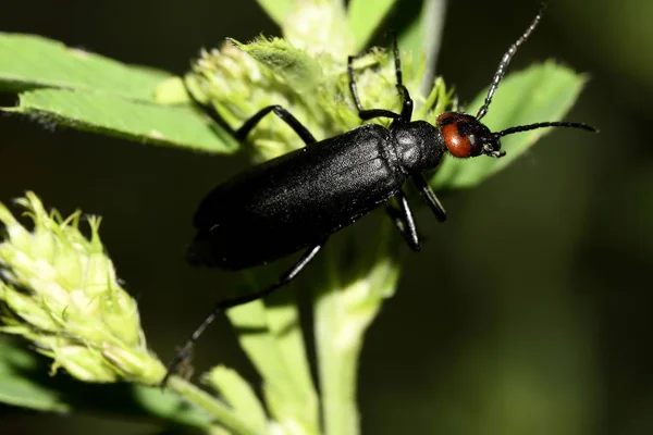 Escarabajo Negro Sobre Hojas Verdes — Foto de Stock