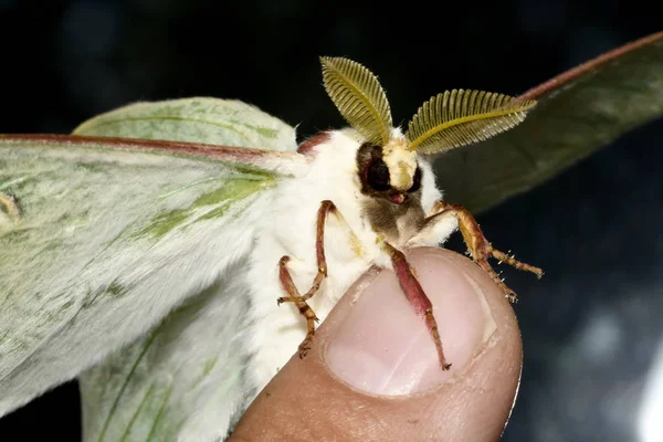 Бабочка Saturnia Artemis Пальцах — стоковое фото