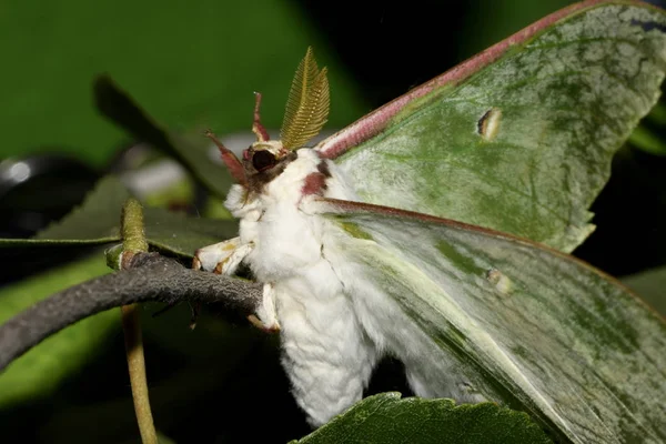 Schmetterling Saturnia Artemis Auf Ästen — Stockfoto