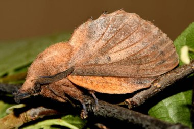 lasiocampidae-oakleaf kelebek yakın çekim